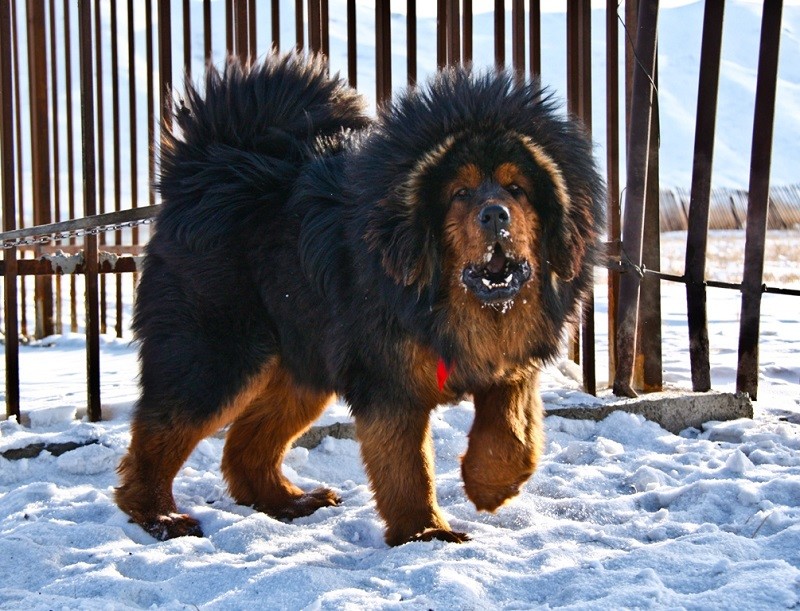 6-е место: Тибетский мастиф – одна из самых древних пород, служившая в монастырях Тибета в качестве сторожевой собаки, а также сопровождавшая кочевников в Гималайских горах. собаки, топ-15