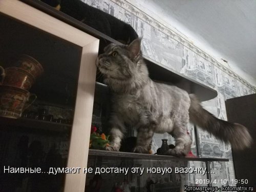 Лучшая котоматрица  