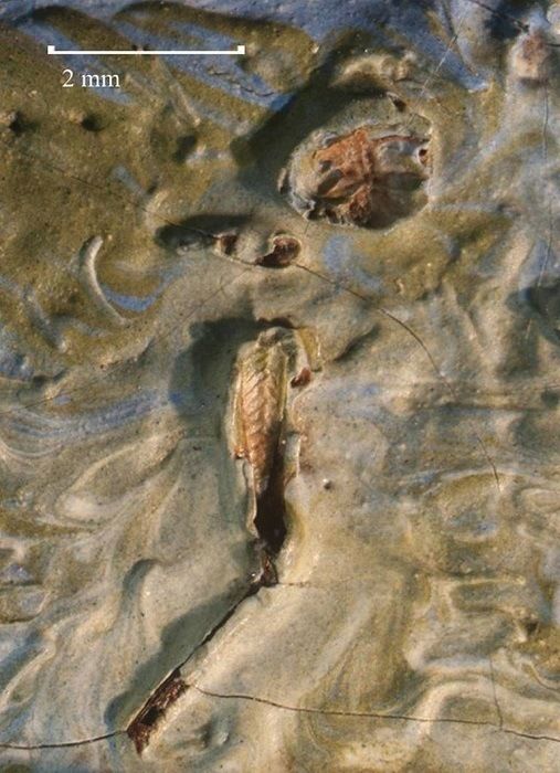 В картине Ван Гога нашли кузнечика, застрявшего в краске 128 лет назад