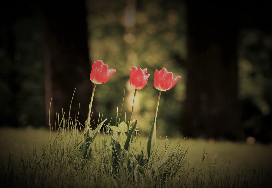 three by moonsun on 500px