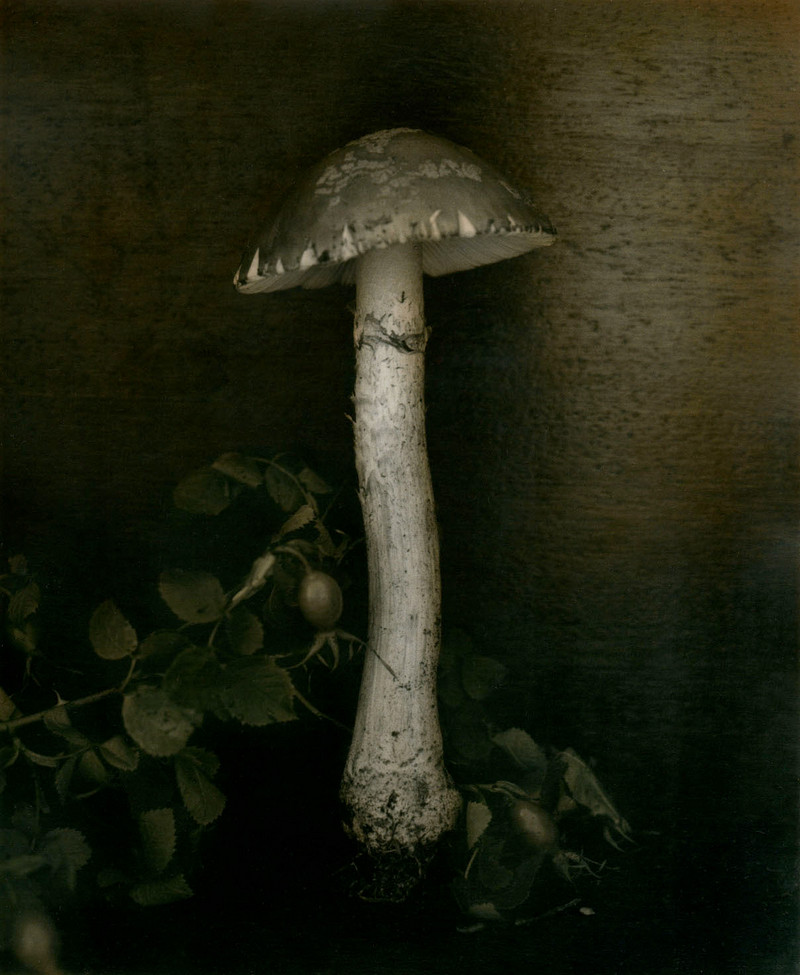 Как изящен кабачок! Удивительные натюрморты Ингара Краусса Как изящен кабачок! Удивительные натюрморты Ингара Краусса