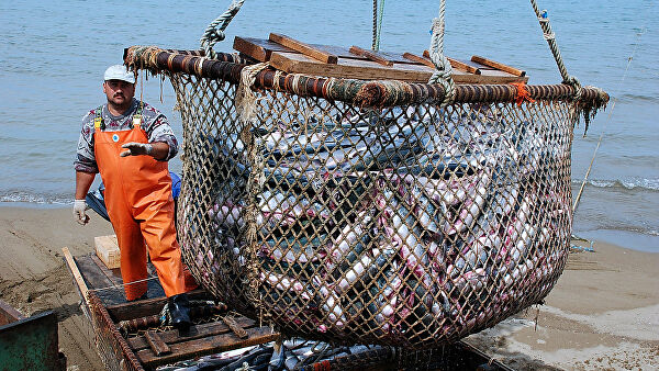 Глава Камчатки рассказал о переговорах с Японией по хранению рыбы