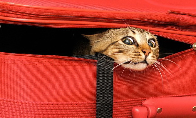 Жуткая история: Не выходите из машины