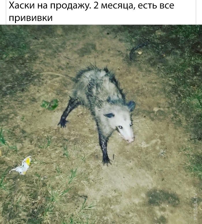 Немного смешных картинок 