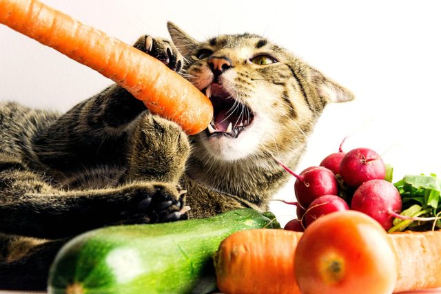 Нужны ли кошке овощи — овощная подкормка для хищника можно, очень, Давать, количествах, сыром, следует, витаминов, давать, овощи, малых, фрукты, количество, рацион, нарезав, кошек, нужно, может, поэтому, много, содержит
