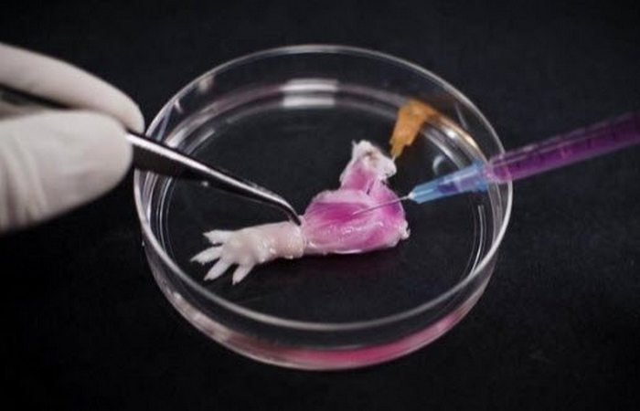 Выращено в лаборатории: конечности крыс.
