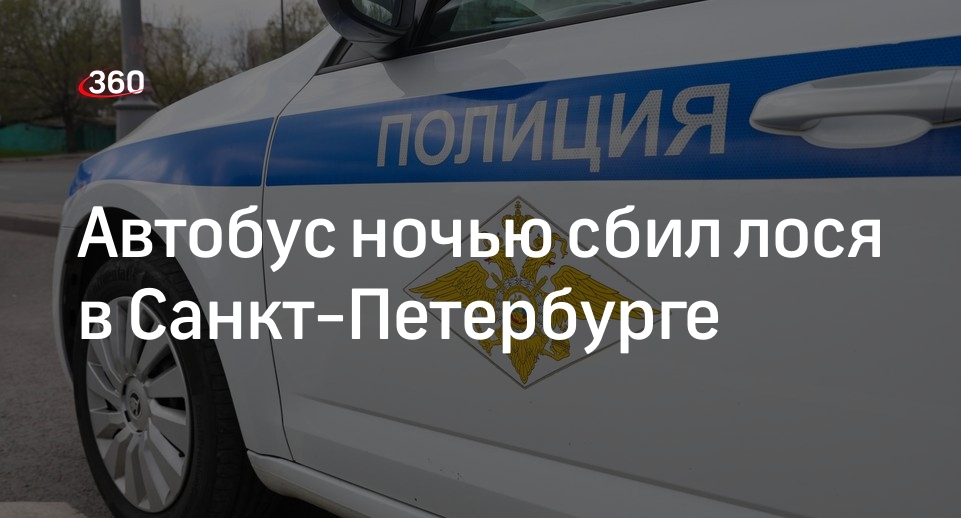«Фонтанка»: в Санкт-Петербурге пассажирский автобус сбил лося