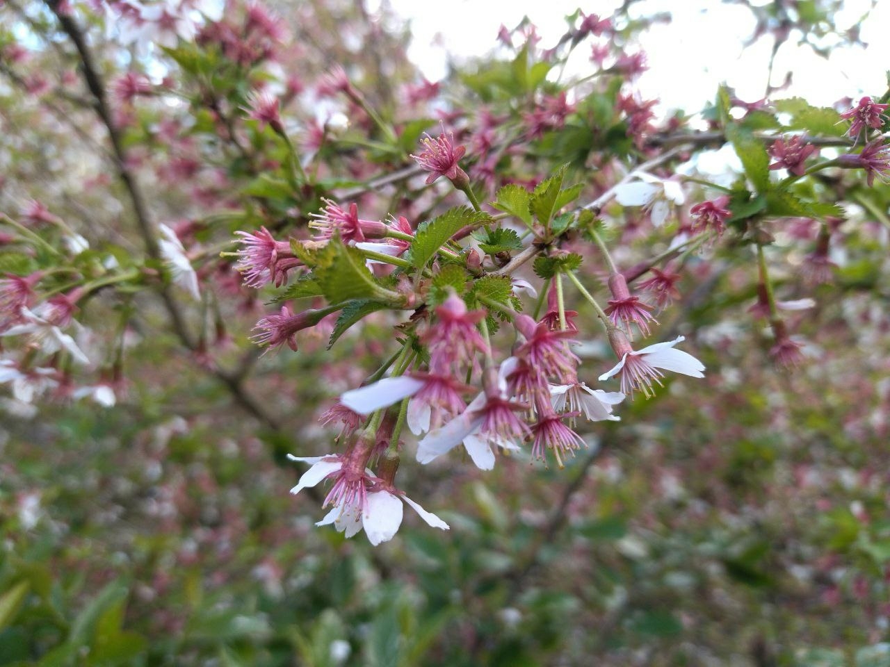Сакура в ботаническом саду когда цветет 2024. В Ботаническом саду зацвела Сакура. Дерево цветущее розовыми цветами. Сакура в Ботаническом саду. Цветущая Сакура.