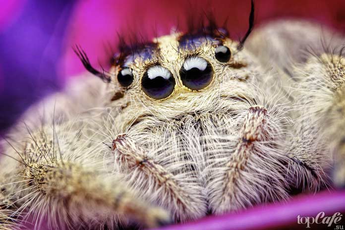 Список маленьких пауков