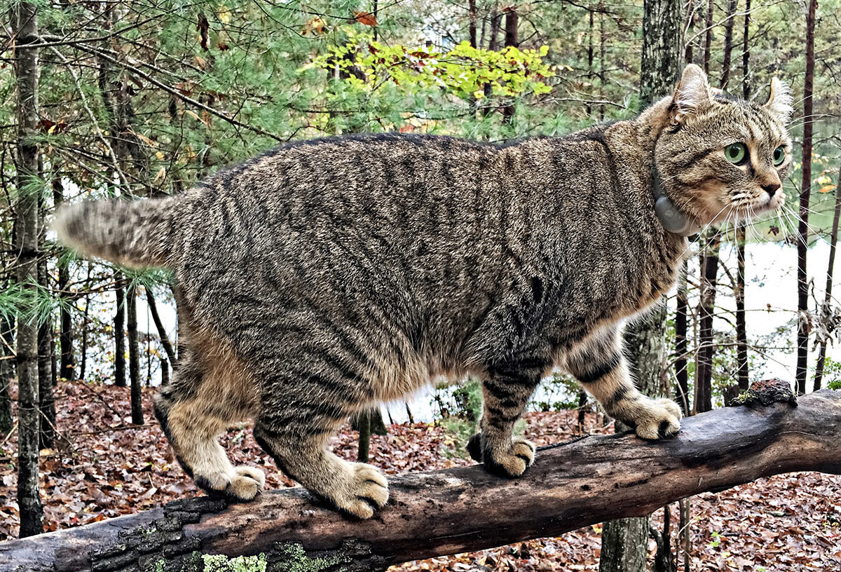 https://zooblog.ru/wp-content/uploads/2021/02/highland-lynx-cat-e1613309930127.jpg