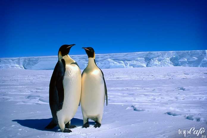 Заключительные вопросы про Антарктиду