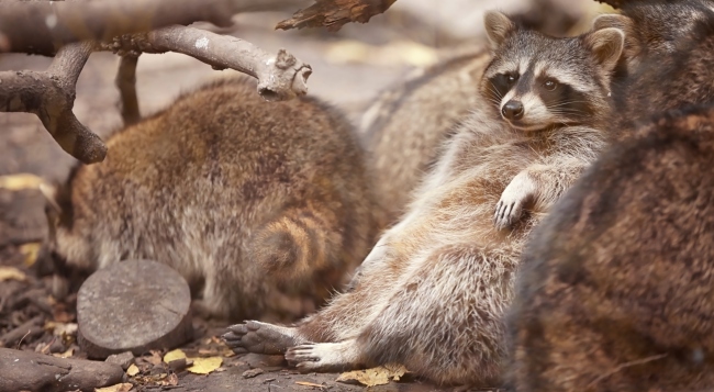 Веселые енотики подловили,приколы,юмор