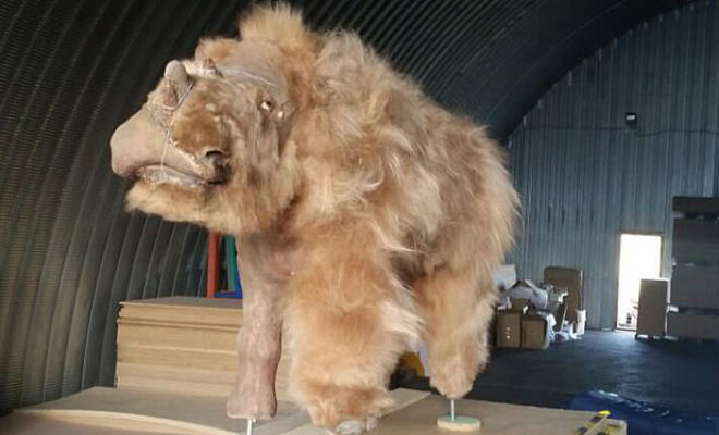 В Сибири в вечной мерзлоте нашли носорога: он жил рядом с Полюсом холода 34 000 лет назад