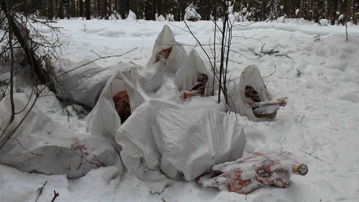 Ужасы Кировских лесов: местные жители находят вместо грибов кости животных
