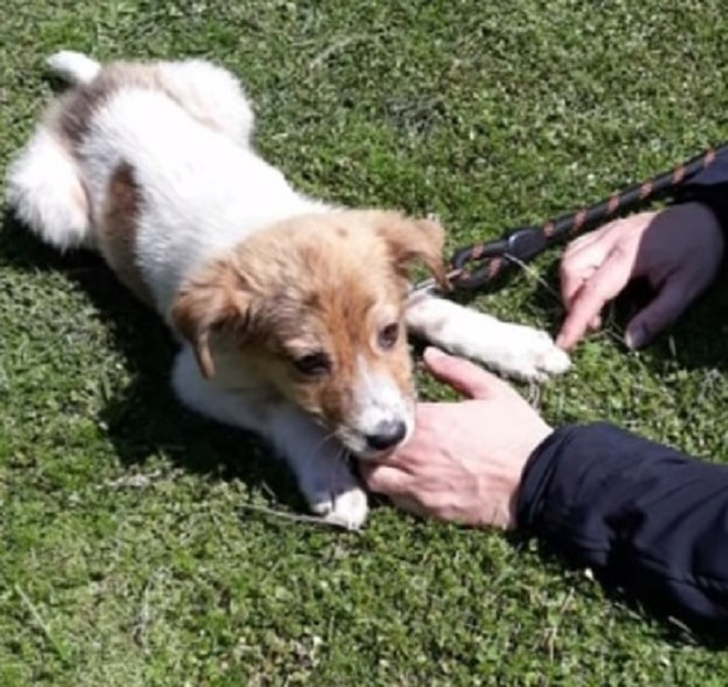 Щенок лежит