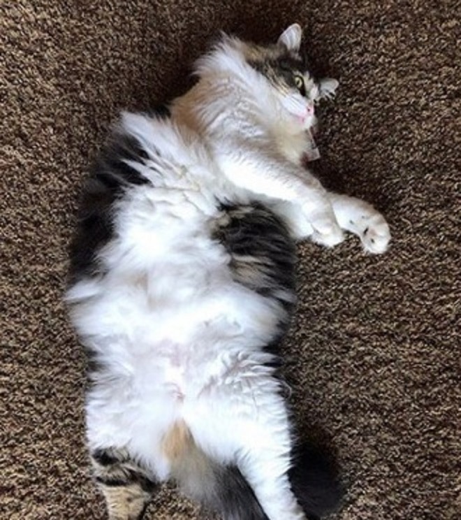 Кот вытянулся