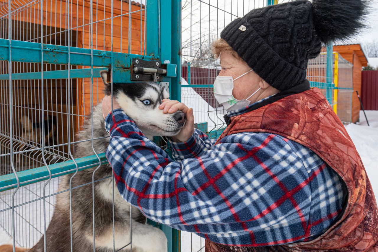 Приют хаски. Хаски в приюте.