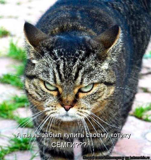 Лучшая котоматрица недели