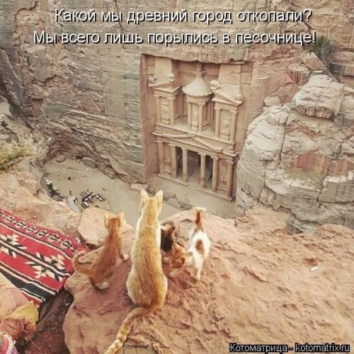 Лучшая котоматрица недели