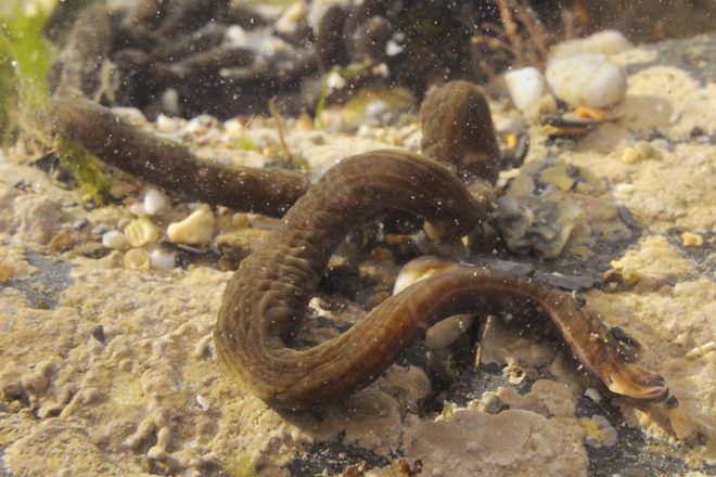 55 метров длины: самое большое существо планеты живет под водой