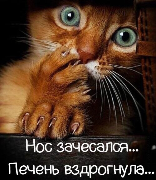 Для любителей хорошего юмора 