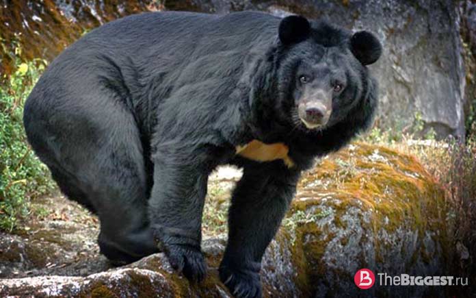 Американский черный медведь может долго жить без еды