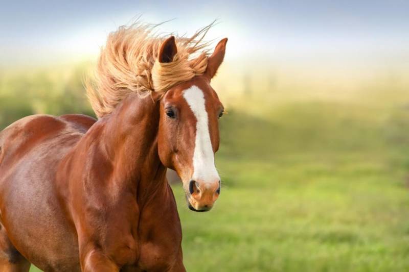 Какие бывают породы лошадей: название, описание, фото