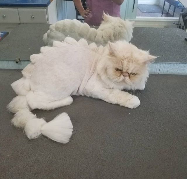 Когда хотел динозавра, но завел кота Когда хотел динозавра, но завел кота