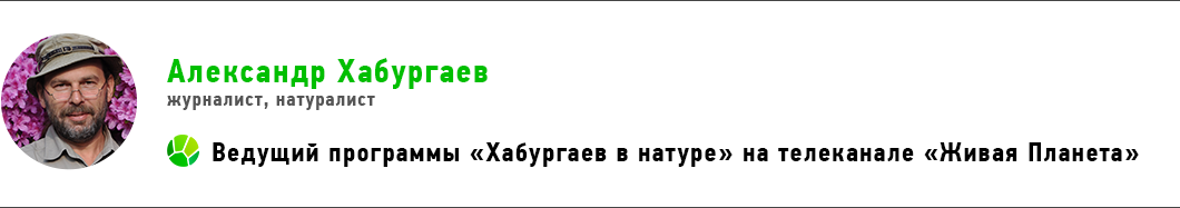 Три загадки лотоса