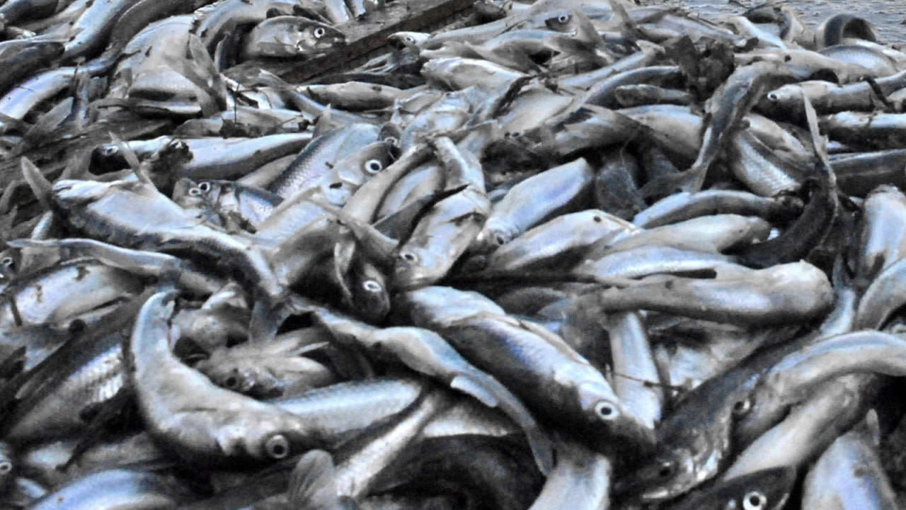 Эколог Шевчук: Петербург встретил корюшку «залповым» выбросом ядов