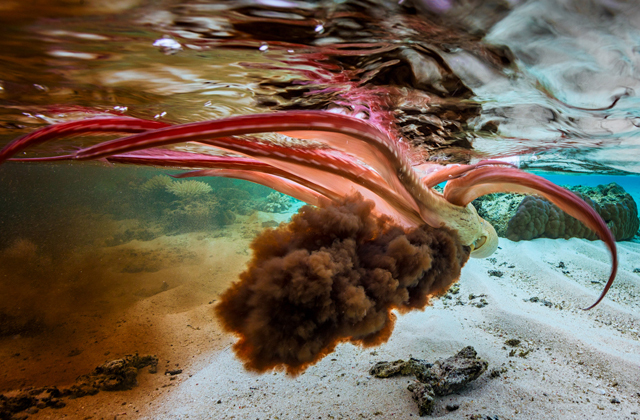 Почему на флагах государств нет розового? 