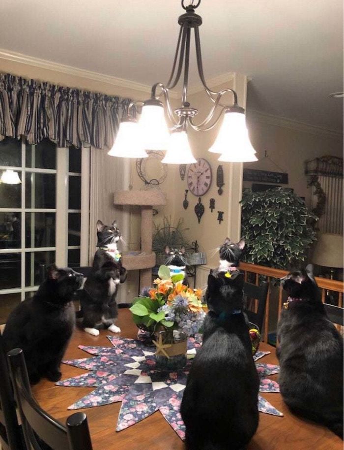 черные коты сидят на столе