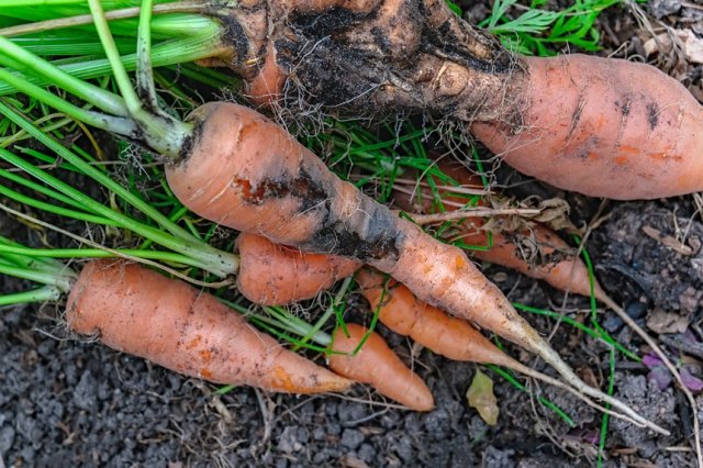 Damage to carrots caused by the larva of the carrot fly. Protect the pests of the garden.