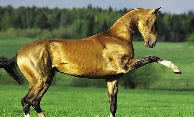 Золотые ахалтекинцы. Редчайшая порода лошадей, которую называют девятым чудом света 