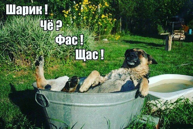 Дачный юмор 