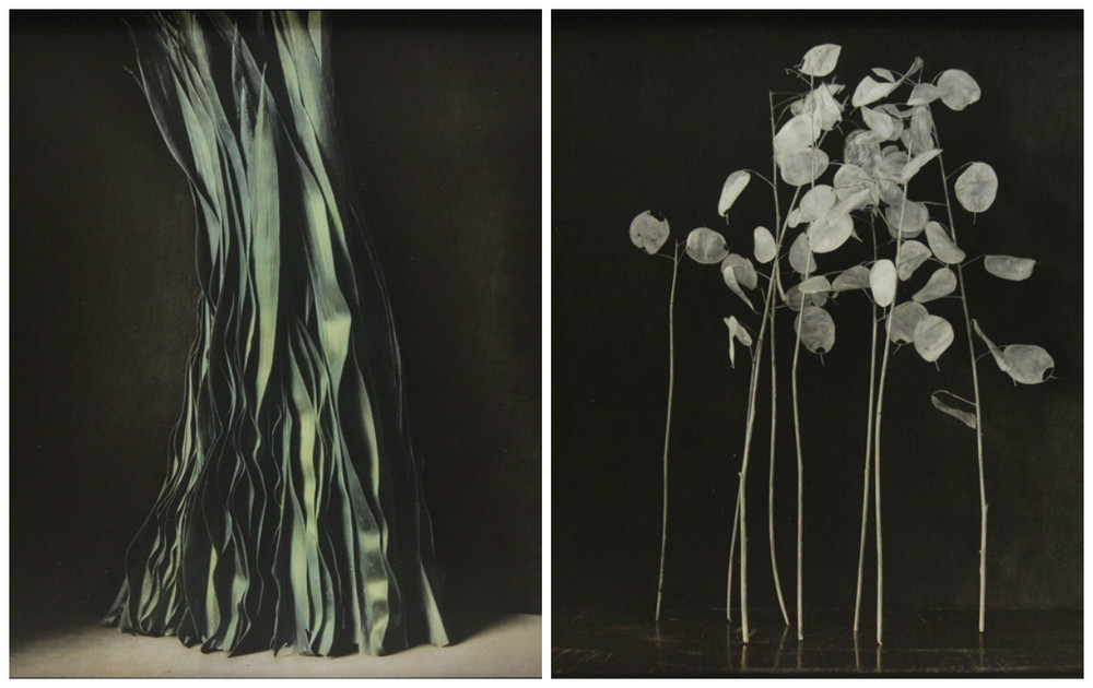 Как изящен кабачок! Удивительные натюрморты Ингара Краусса Как изящен кабачок! Удивительные натюрморты Ингара Краусса