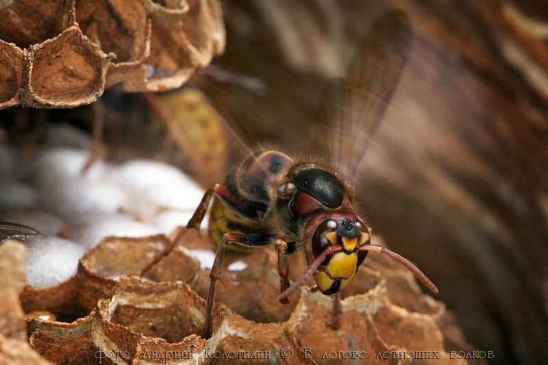 В логове летающих волков В логове летающих волков животные