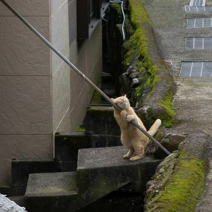 Бездомные коты со всего мира на уличных фотографиях японского фотографа коты,кошки,общество,питомцы,позитив,Токио,фотография,Япония