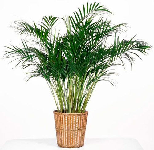 Озеленяемся: 15 самых больших комнатных растений Озеленяемся: 15 самых больших комнатных растений