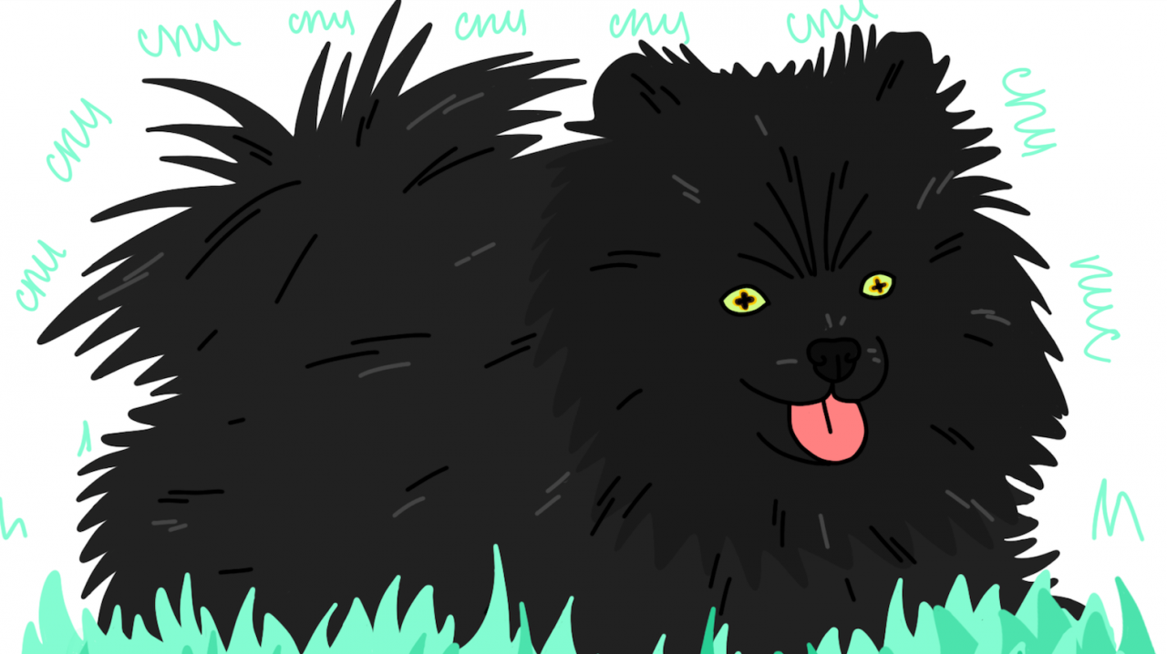 Будущее телевидения за шпицем-гипнотизером