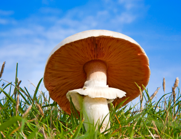 Дары леса набрать бесплатно не получится: теперь нужно встать на учет в налоговую Дары леса набрать бесплатно не получится: теперь нужно встать на учет в налоговую общество,россияне