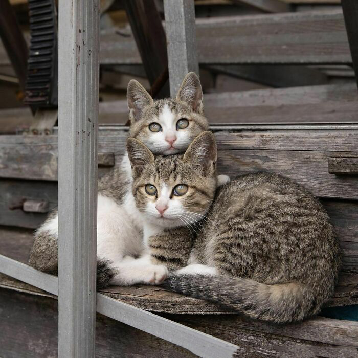 Бездомные коты со всего мира на уличных фотографиях японского фотографа Масаюки, уличных, кошачьих, фотограф, кошек, кошки, фотографа, также, животных, бездомных, иногда, фотографии, милых, совершенно, чтобы, эмоции, только, фотографировать, штука, выражения