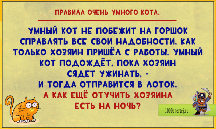 17 весёлых открыток про то, что быть умным котом целая наука! 