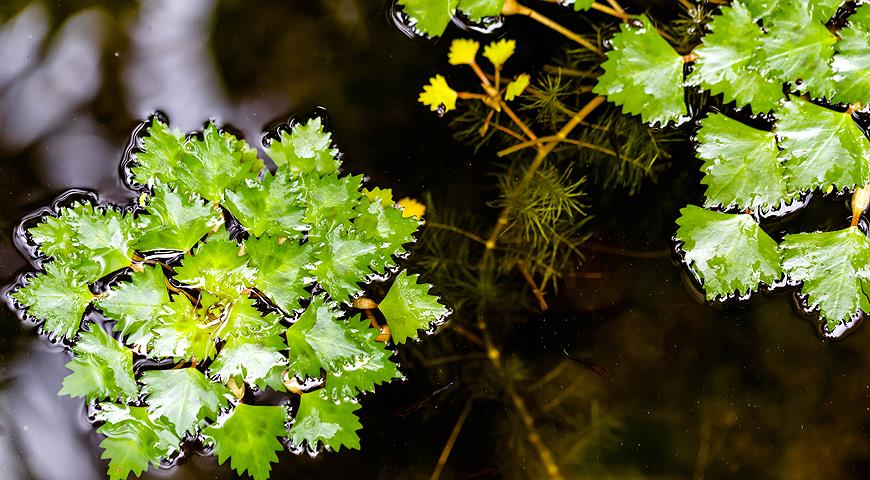 10 лучших водных растений для декоративного пруда растение, водоем, очень, цветками, листьями, посадить, белыми, сильно, растений, Цветет, местоположение, солнечное, в аквариум, растения, быстро, Кубышка, На зиму, может, цветки, сорта