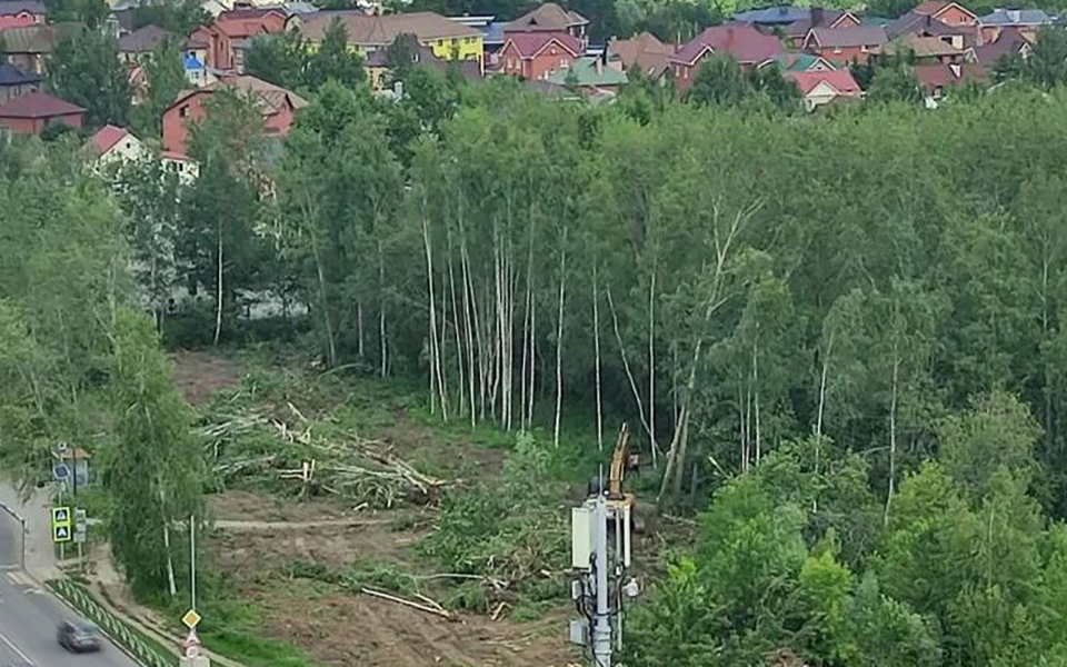 В Дашково-Песочне массово вырубают деревья