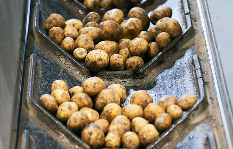 Картошка опять подставила Кремлю подножку Картошка опять подставила Кремлю подножку россия