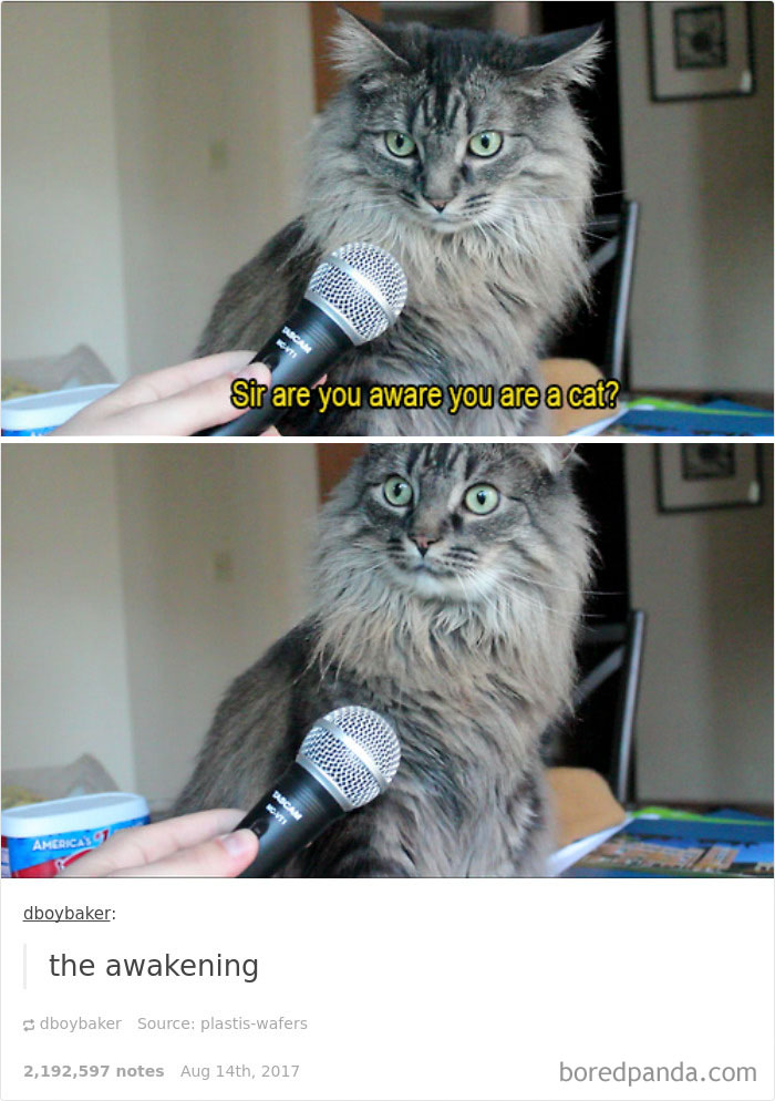 Funny-cat-pics-tumblr