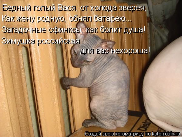 Котоматрица: Бедный голый Вася, от холода зверея,  Как жену родную, обнял батарею... Загадочные сфинксы, как болит душа! Зимушка российская для вас нехорош