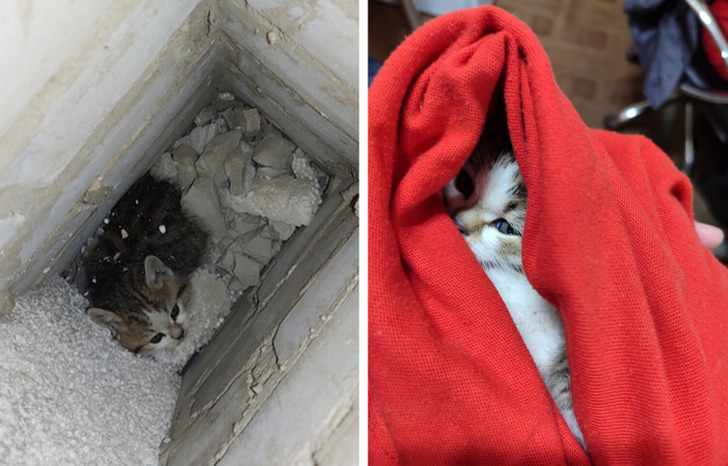 20+ добрых историй о том, как кот и человек однажды нашли друг друга 20+ добрых историй о том, как кот и человек однажды нашли друг друга