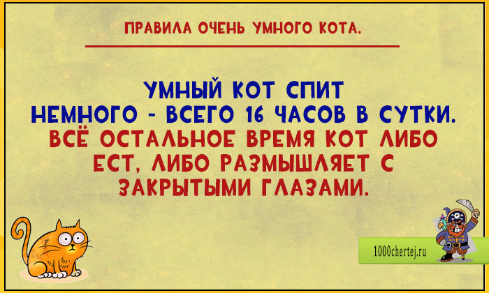 17 весёлых открыток про то, что быть умным котом целая наука! 